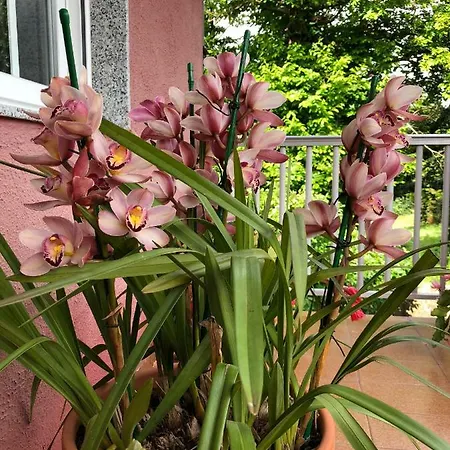 Tatil Evi La Casa De Perfecta Gondomar